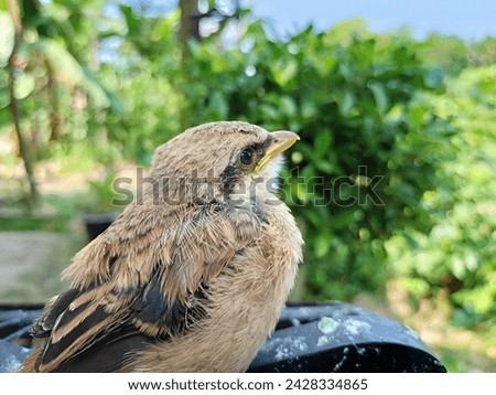 A brown bentor bird with beautiful brown feathers is looking at the sky. Suitable for bird enthusiasts, nature photographers, and nature lovers who love the unique beauty of birds.