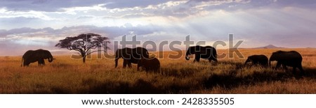 African elephants at sunset in the Serengeti national park. Africa. Tanzania. Banner format.