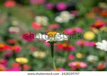 Selective focus of white Zinnia flowers in the zinnia flower garden