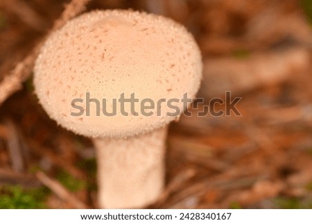 Macro photography of a mushrooms
