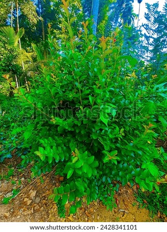 most beautiful plant in the garden.  colorful and natural background in the garden. clear background, colorful background, natural background and clear natural picture. green and mix colorful picture.