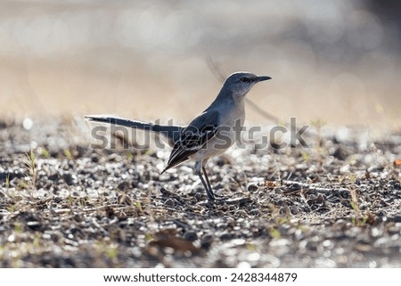 mockingbirds looking food during winter time