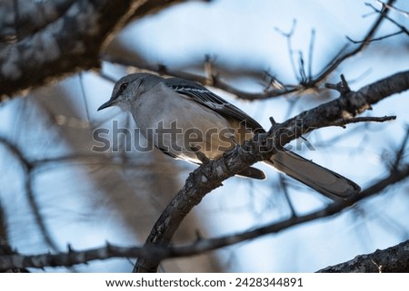 mockingbirds looking food during winter time