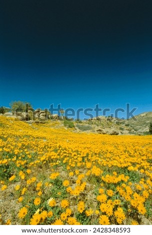 Spring flowers, springbok, namaqualand, northern cape province, south africa Royalty-Free Stock Photo #2428348593