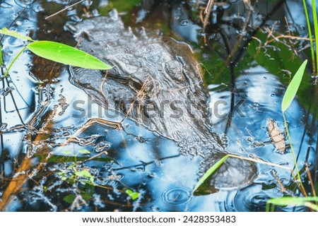American alligator (alligator mississipiensis), submerging, j.n. ding darling national wildlife refuge, florida, united states of america, north america Royalty-Free Stock Photo #2428353483