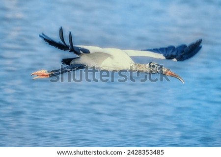 Wood stork (mycteria americana) in flight, sanibel island, j.n. ding darling national wildlife refuge, florida, united states of america, north america Royalty-Free Stock Photo #2428353485