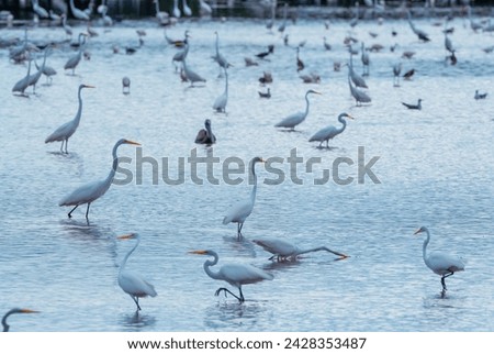 Group of great white egrets (ardea alba) looking for food in a pond, sanibel island, j.n. ding darling national wildlife refuge, florida, united states of america, north america Royalty-Free Stock Photo #2428353487