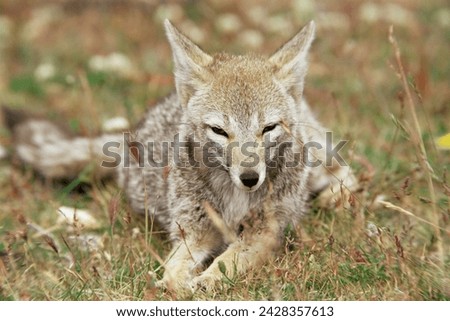 Patagonian grey fox (dusicyon griseus griseus), torres del paine national park, patagonia, chile, south america Royalty-Free Stock Photo #2428357613