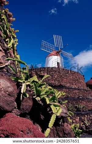 Cacti and windmill at jardinn de los cactus, cesar manrique's work of art, lanzarote, canary islands, spain, atlantic, europe Royalty-Free Stock Photo #2428357651