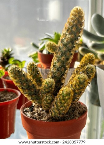 Beautiful indoor cactus pot plants of Mammillaria elongata from a nursery garden. Known as Golden star cactus, Lace cactus, Ladyfinger cactus,