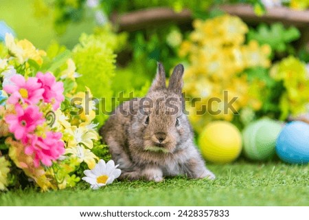Healthy Lovely bunny easter fluffy brown rabbit, new born baby rabbit on green garden nature with colorful flower background. The Easter white hares. Close - up of a rabbit. Symbol of easter day.