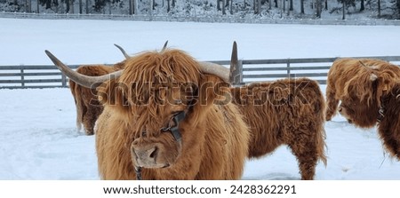 The thick hair of the big yak