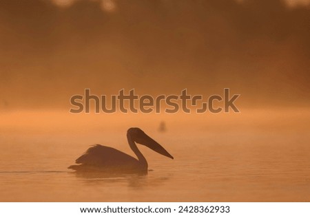 Majestic Winged Drifter: A Bird Gliding Gracefully on the Danube Delta Waters