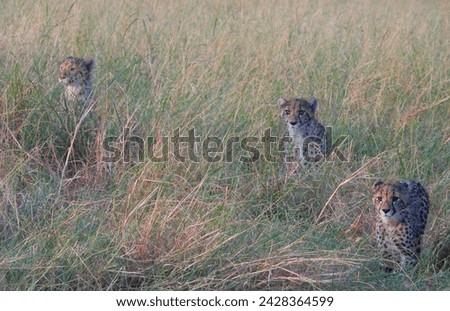Cheetah cubs in the Okavango Delta, Botswana
