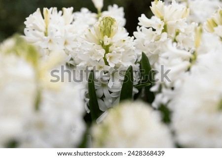 Hyacinthus orientalis, the common hyacinth, garden hyacinth or Dutch hyacinth. Close up on the flowers. This cultivar is the Hyacinthus orientalis White pearl. Royalty-Free Stock Photo #2428368439