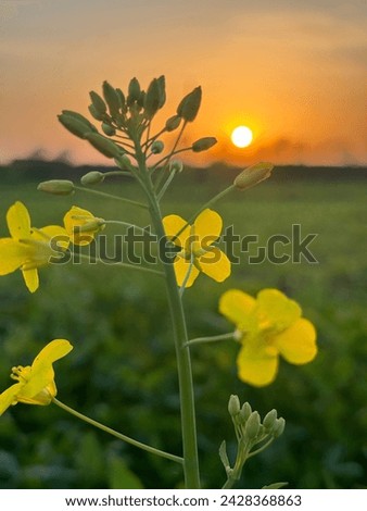 yellow flower and golden hour in one pic