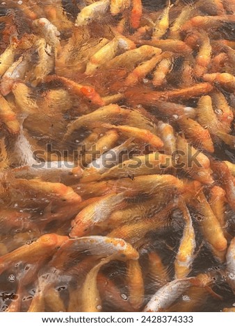 Heavily populated koi fish pond