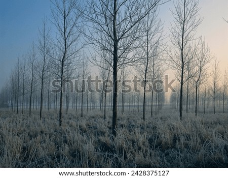 Landscape of trees in a plantation at dawn or dusk, in frost during winter, near montreuil, nord pas de calais, france, europe Royalty-Free Stock Photo #2428375127
