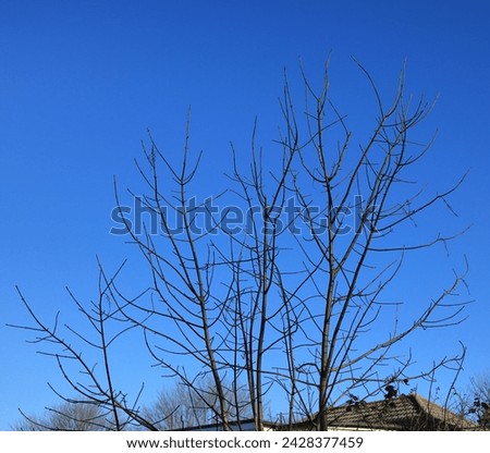 Bare treetop in winter sent against a vibrant dark blue sky.