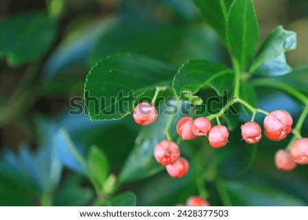Winter fruit of the Euonymus Japonicus: Close up of red berries and green leaves, blurred background.
