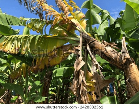 yellowing and wilt external symptoms caused by deadly disease Fusarium wilt Foc TR4 in banana Royalty-Free Stock Photo #2428382561