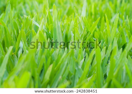 Fresh green grass background