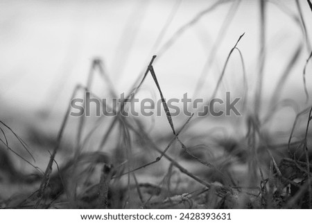 Winter Pictures frost nature mood