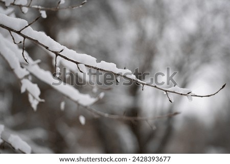 Winter Pictures frost nature mood