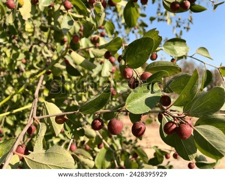jujube plant.Picture shows the small red jujube fruit hanging down the plant.