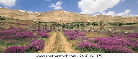 Lavender and spring flowers on road from the bekaa valley to the mount lebanon range, lebanon, middle east