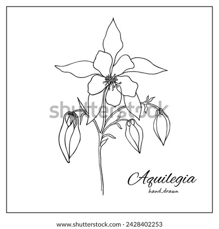 Columbine aquilegia flower blossom. Isolated vector botanical illustration: retro, vintage, hand drawn, black and white, outline. For coloring book, botanical illustration, design, decoration. Royalty-Free Stock Photo #2428402253