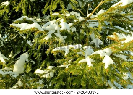 Evergreen fir tree branch covered with snow in winter coniferous snowy forest growing in countryside. Beauty of nature Green background Close up photo