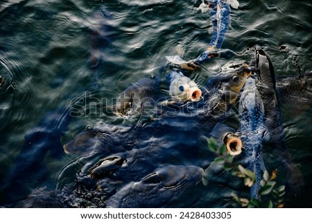 The fish are coming up to eat.Fish coming up for feeding time. Royalty-Free Stock Photo #2428403305