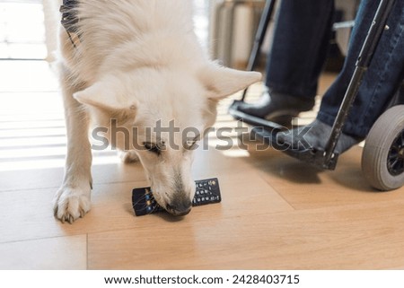 Faithful helper, skilled service dog retrieving dropped remote control to a man in wheelchair. Home assistance and people with disability concepts. Royalty-Free Stock Photo #2428403715