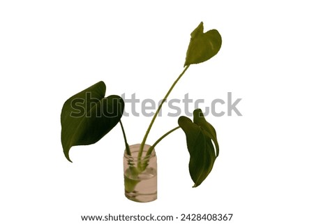 Monstera Deliciosa or Swiss Cheese Plant leaf texture, a large evergreen tropical jungle palm leaf with hole pattern isolated on white. Cutout picture