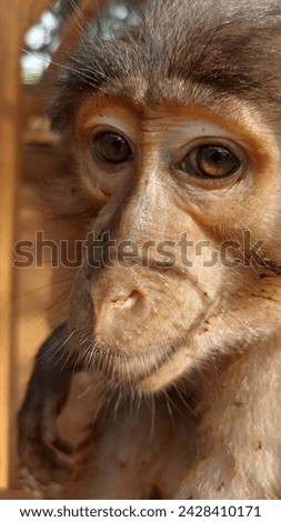 close up picture of a monkey looking into the camera