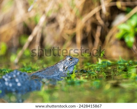 A Frog Sitting in Frogspawn Royalty-Free Stock Photo #2428415867