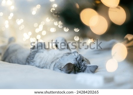 Scottish straight cat lies on his back bokeh from lights in the background. Cat upside down. Favorite pets, cat food.