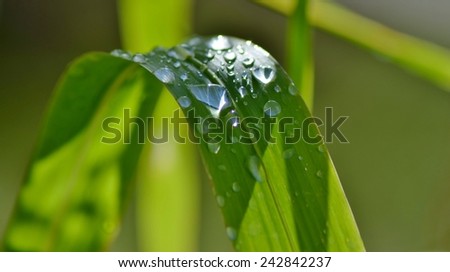 Water drop on green leaf. 