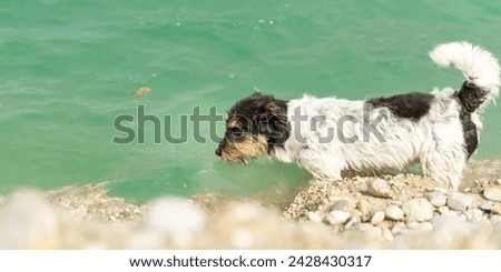 Small cute jack russell terrier dog at the lake shore - enjoying the beautiful nature by the lake with greenish-blue water Royalty-Free Stock Photo #2428430317