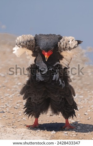 Bateleur - Terathopius ecaudatus dancing on ground with folded wings with water in background. Photo from Kgalagadi Transfrontier Park in South Africa. Endangered species. Vertical.