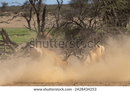 Red hartebeest, Cape hartebeest or Caama - Alcelaphus buselaphus caama fighting in dust. Photo from Kgalagadi Transfrontier Park in South Africa. Royalty-Free Stock Photo #2428434253