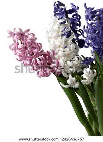pink,white and lila flowers of hyacinth at spring isolated