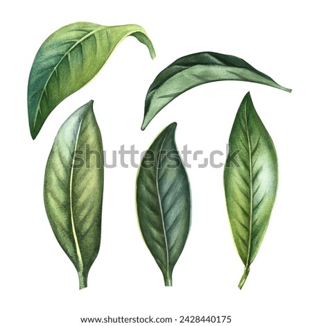 A set of green leaves of an orange tree. Hand-drawn watercolor illustration. Clip art. Highlight it. An element of the design of packaging, postcards and labels. For banners, flyers and posters.
