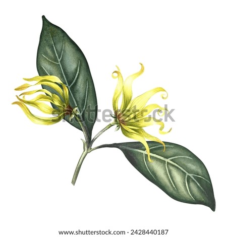 Ylang-ylang flowers. A branch of exotic fragrant yellow flowers with leaves. Hand-drawn watercolor illustration. Clip art, highlight it. An element of the design of packaging, postcards and labels.