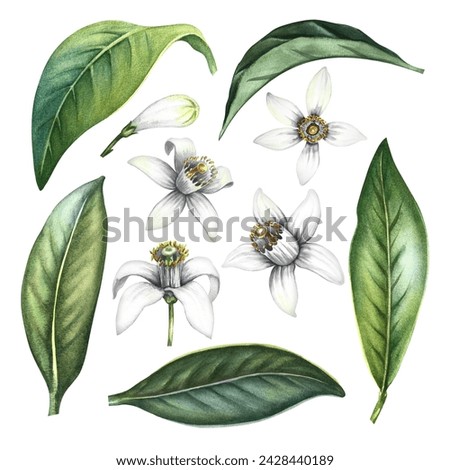 Orange blossom, the fragrant flower of the orange tree. A set of citrus flowers. Hand-drawn watercolor illustration. Clip art for perfume packaging, postcards and labels. For banners, flyers, posters.