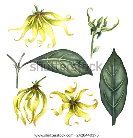 Ylang-ylang flowers. A set of exotic fragrant yellow flowers. Hand-drawn watercolor illustration. Clip art, highlight it. An element of the design of packaging, postcards and label. For banner, flyer.