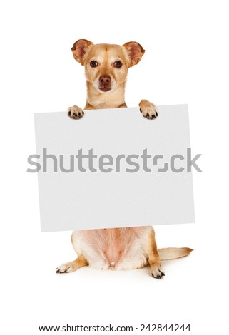 A mixed breed Chihuahua dog sitting up and holding a blank sign to enter your marketing text onto