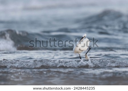 The little egret (Egretta garzetta), small heron in the family Ardeidae Royalty-Free Stock Photo #2428445235