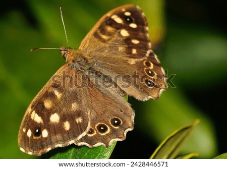 A picture of a beautiful butterfly, its wings depicted with an owl's face, to frighten its enemies